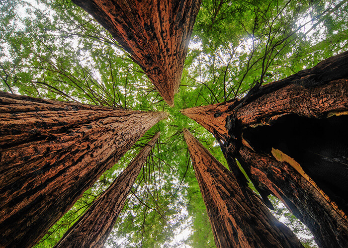 Sequoias