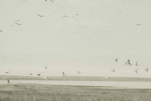 Lantern slide in faded colors depicting a flock of White Pelicans in flight