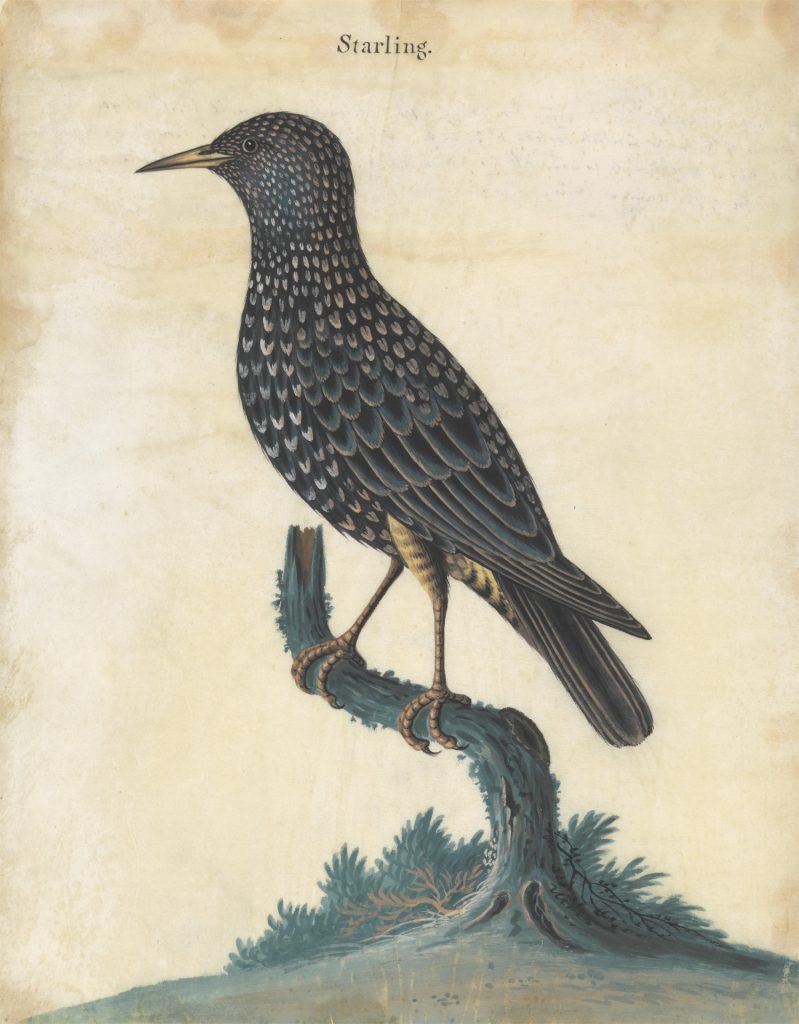 Isaac Spackman (1700–1771), A Starling, 